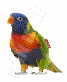 Iron-on regenboog vogel