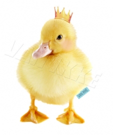 duck