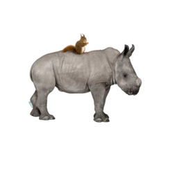 Nashorn mit Eichhörnchen