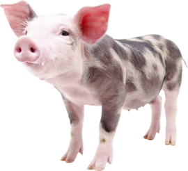Ferkel gesichtet