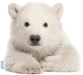 Eisbär