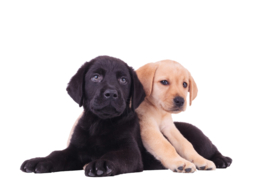 2 labrador puppies