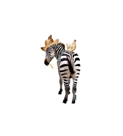 Muursticker Zebra met kip