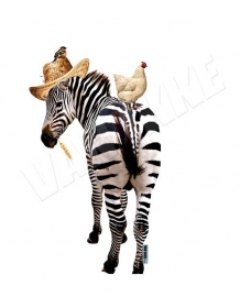 Zebra mit Huhn