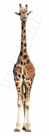 Wall decal Giraffe on safari