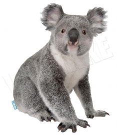 Koala-Wandtattoo