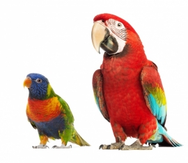 Wall decal set of Parrots