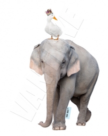 Elephant with goose
