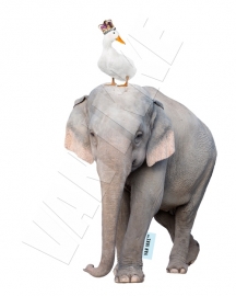 Elefant mit Gans