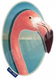 Flamingo close-up