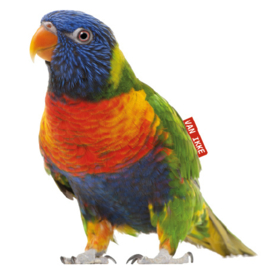 Regenbogenvogel