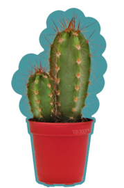 Cactus XS
