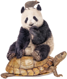 Panda auf Schildkröte mit Igel
