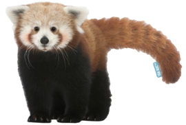 Roter Panda