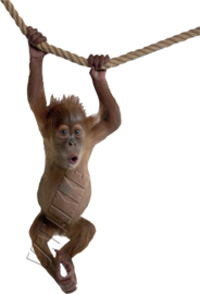 Orang-utan