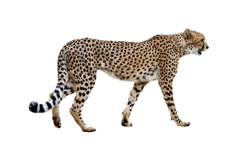Wandtattoo Gepard