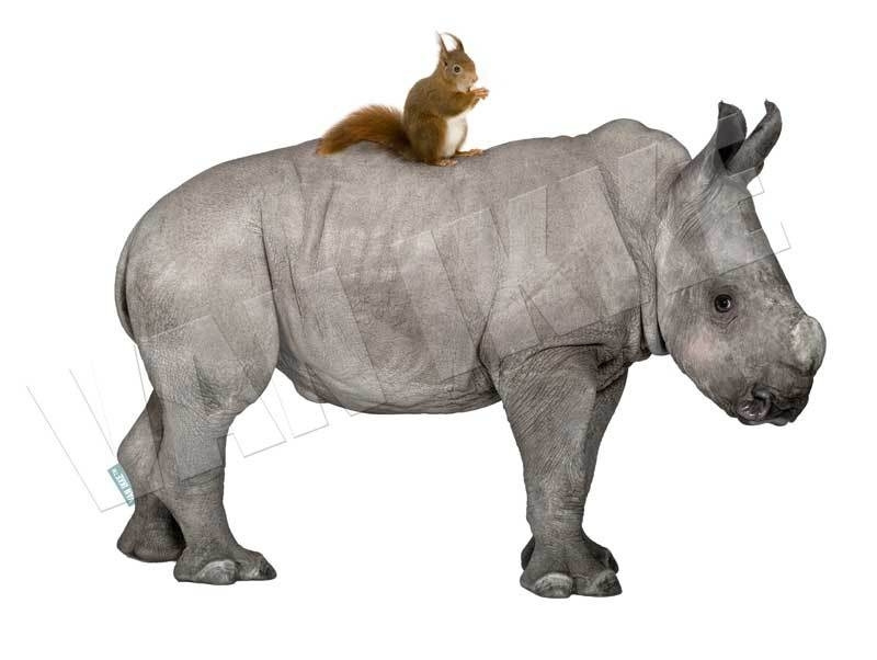 Rhinocéros avec écureuil