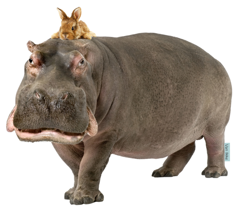 Sticker mural Hippopotame avec lapin