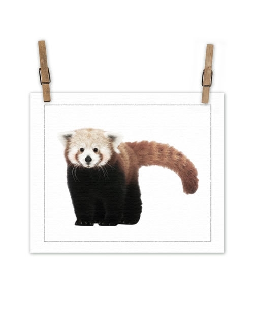 Rode panda op canvas