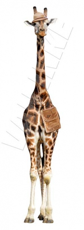 Giraf op Safari