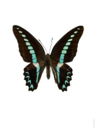 Foto poster vlinder Graphium sarpedon A4