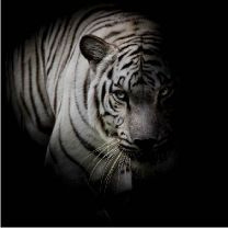 Foto kaart witte tijger
