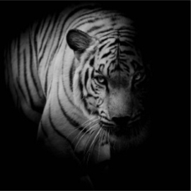 Wandpaneel foto witte tijger