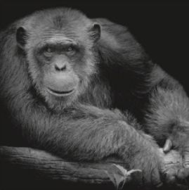 Wandpaneel foto chimpansee