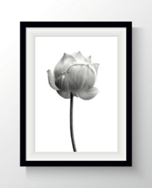 Foto poster lotus A4
