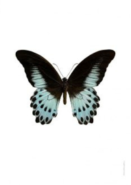 Foto poster vlinder Papilio polymnestor A4