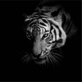 Wandpaneel foto tijger