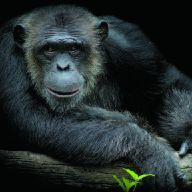 Foto kaart chimpansee