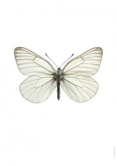 Foto poster vlinder Aporia crataegi A4