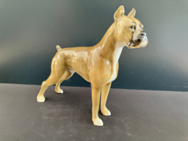 Huetschenreuther porselein: beeld Boxer 16,5 cm lang glans