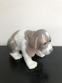 Lladro porselein:  Beagle Puppy Sitting / Perro Lastimero 01001071 hoog 8,5 cm breed 15 cm