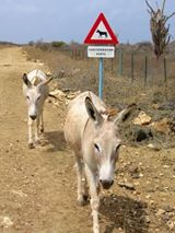 30 driehoek en onderborden voor de Donkey Sanctuary in Bonaire
