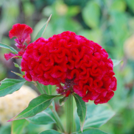 Celosia - ECA217