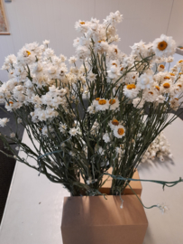 Ammobium - EAA201