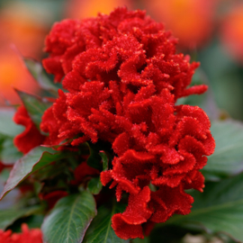 Celosia - ECA209