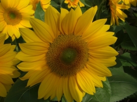 Helianthus annuus - EHA074