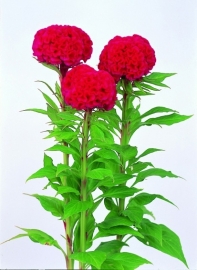 Celosia - ECA217
