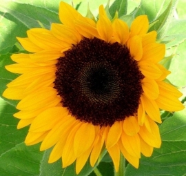 Helianthus annuus - EHA155 (Ziggy F1)