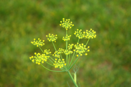 Foeniculum - KFA100