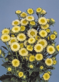 Aster - EAA595
