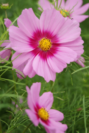 Cosmos Bininnatus - ECB505