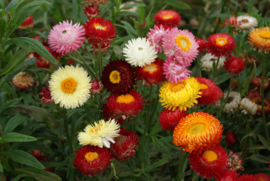 Helichrysum - EHA245