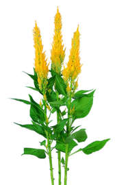 Celosia Plumosa Century - ECA240