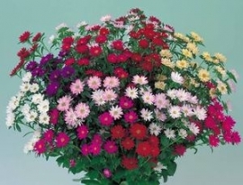 Aster Serenade - EAA931