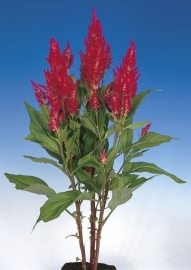 Celosia Plumosa Century - ECA260