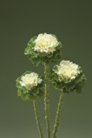 Brassica gekarteldbladig - EKA065